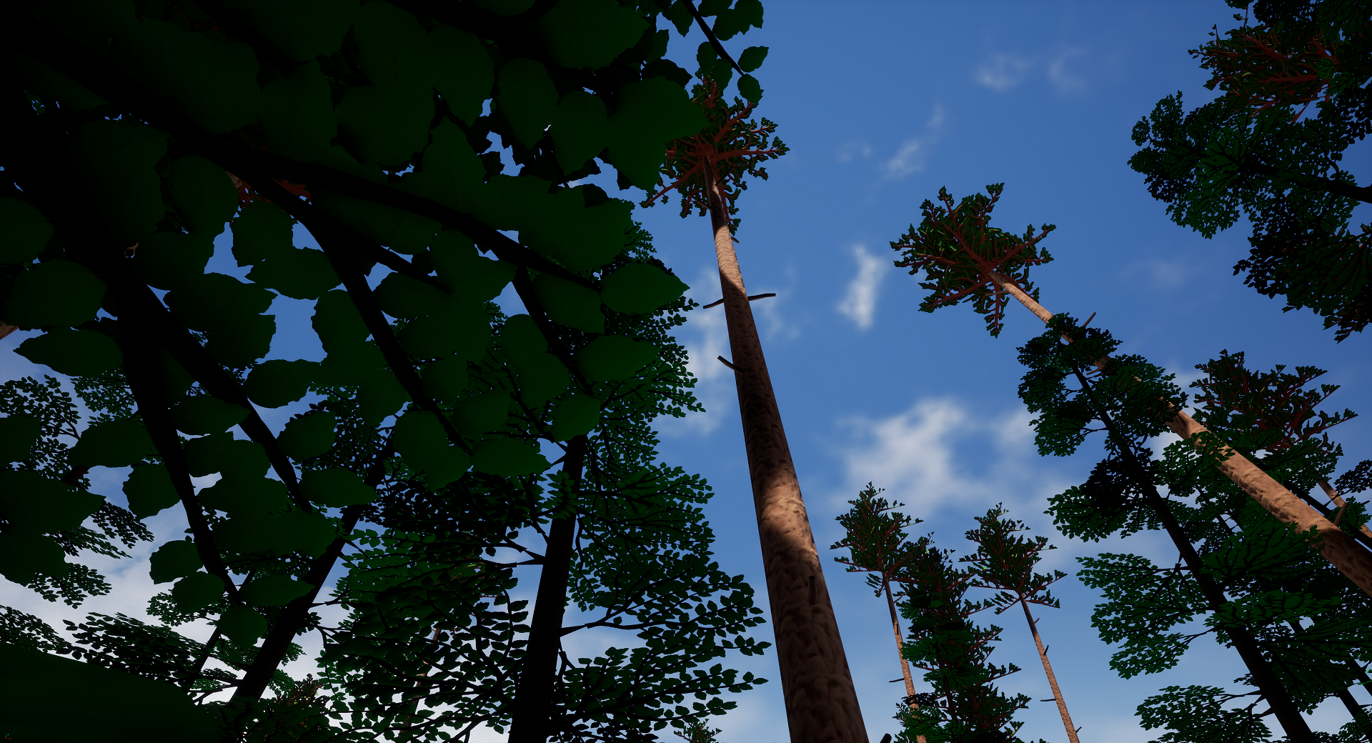 Looking up in a forest of trees